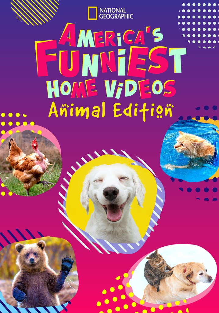 America's Funniest Home Videos Animal Edition Season 2 streaming